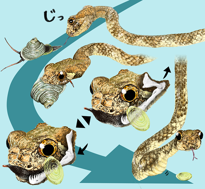 学問とイラストを融合させる 科学イラストレーターを目指して ザッツ 京大