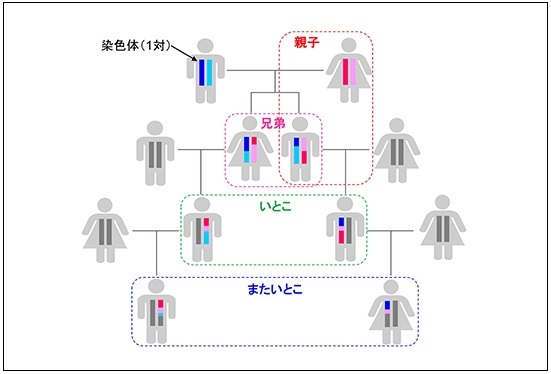 法医学女子のdna鑑定教室 ほぼ他人 またいとこ までわかるdna鑑定の方法 京都大学のリアルを紹介 ザッツ 京大